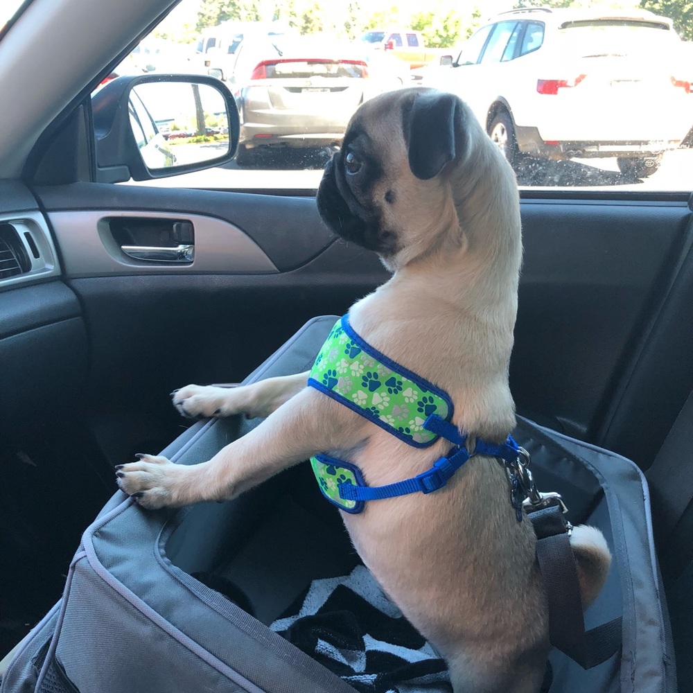 Meet your Posher, Kellyanne Posh Ambassador